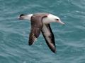 big temnospinnyy-albatros (onbird.ru).jpg